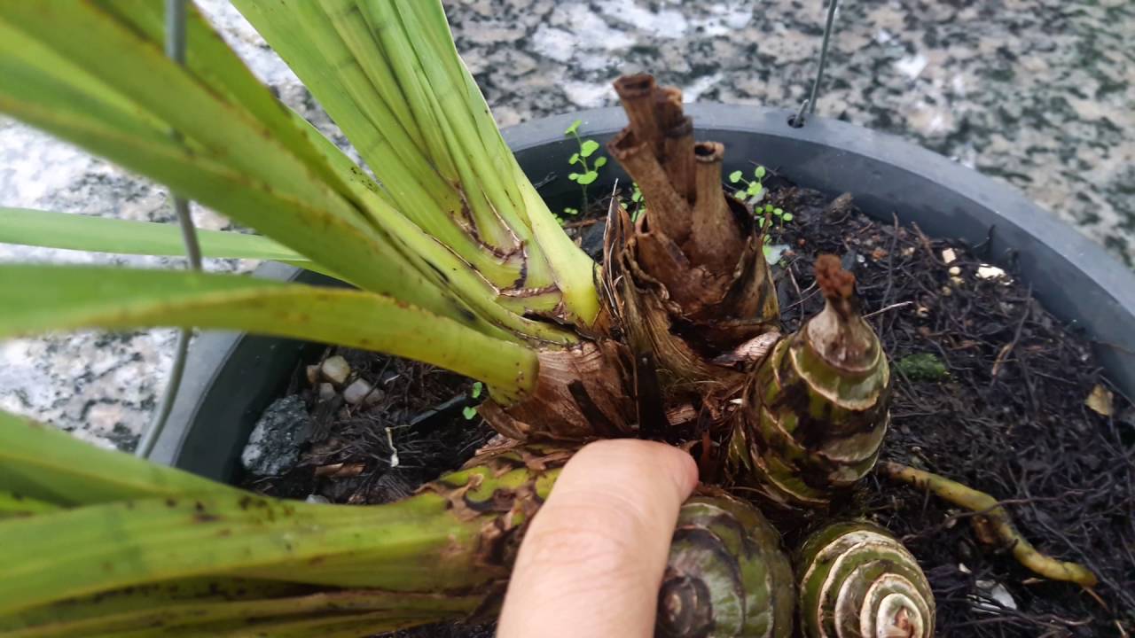 Cymbidium. Será que vamos ter flores?