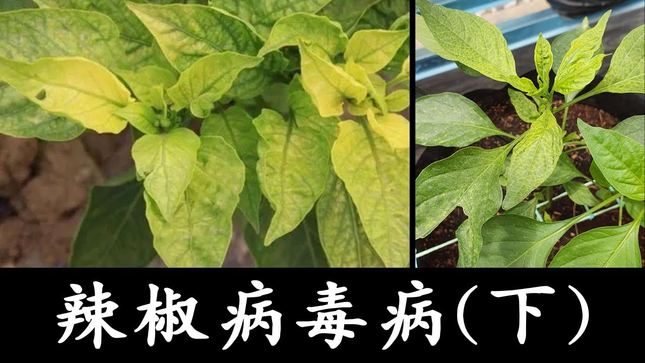 农业 2021: 种植 2021｜辣椒病毒病(下)