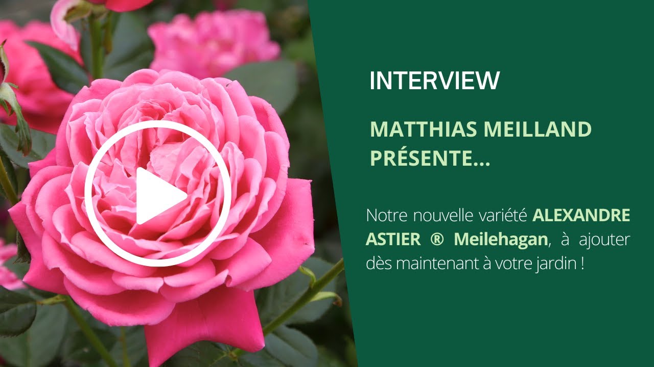 Le Rosier ALEXANDRE ASTIER ® Meilehagan présenté par Matthias Meilland
