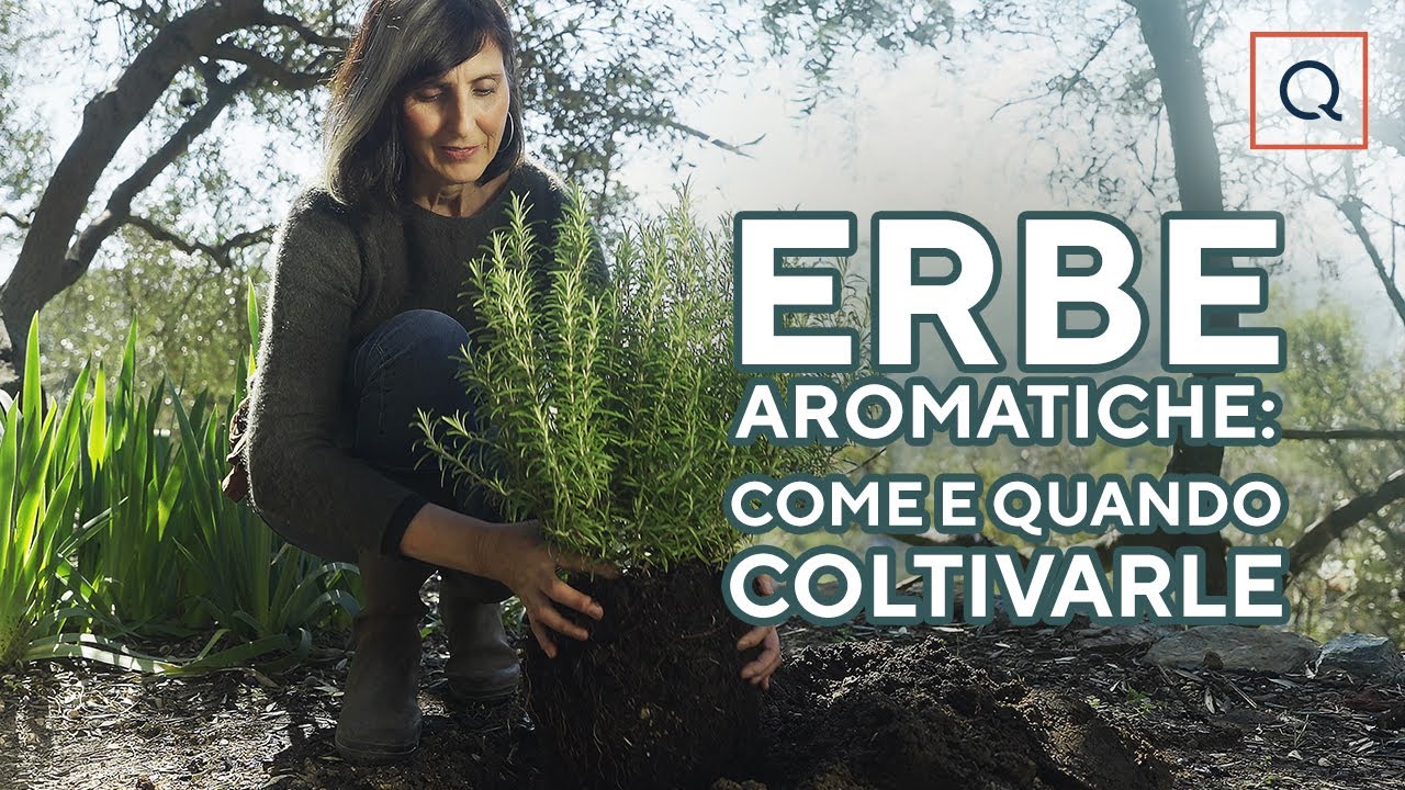 Guida completa alle piante aromatiche: come, quali e quando coltivarle nel tuo giardino!🌿
