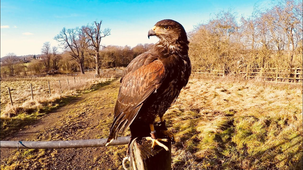Training a new Harris hawk 
