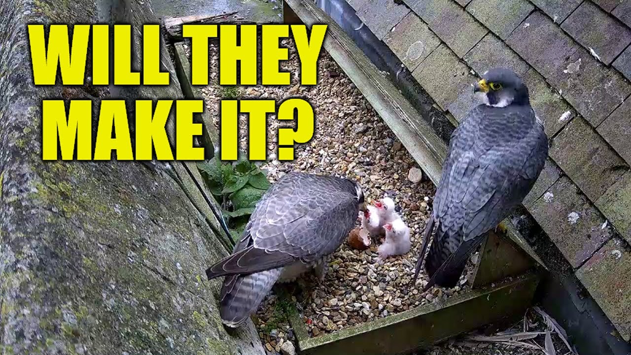 The Story Of The St Albans Peregrine Falcons 2025