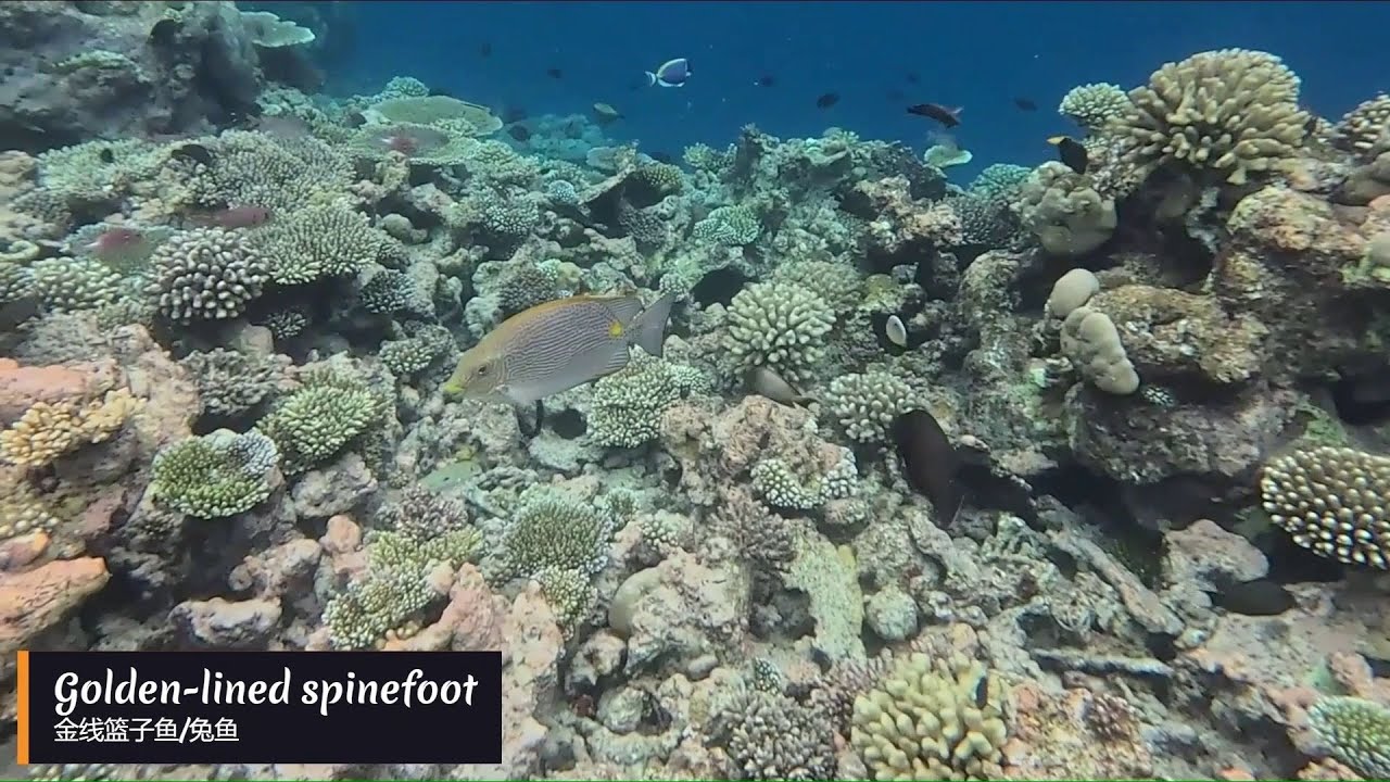 Vibrant marine life at Centara Grand, Machchafushi Maldives. Part2/4