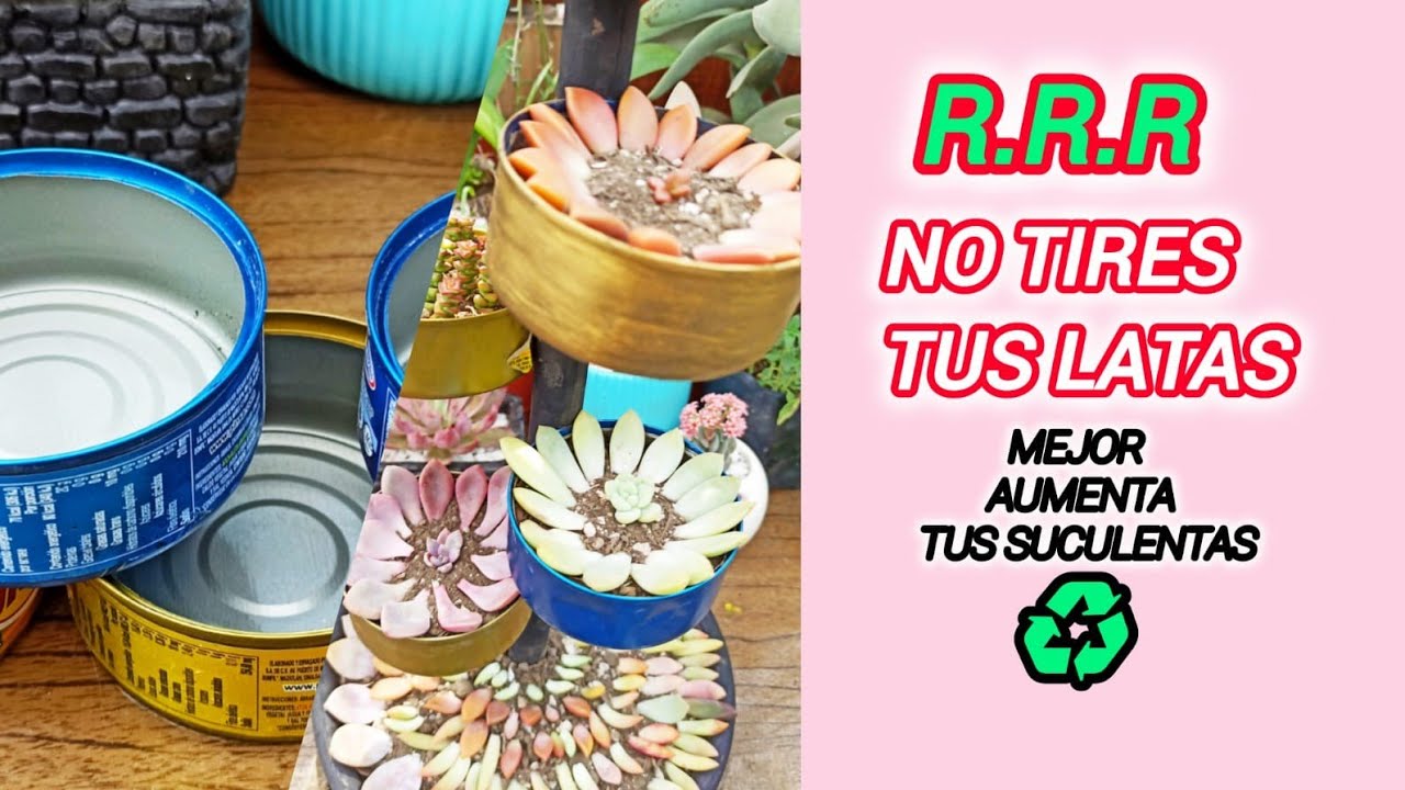 💡MIRA esta Idea para REPRODUCIR SUCULENTAS en LATAS de Atún 😱🐟