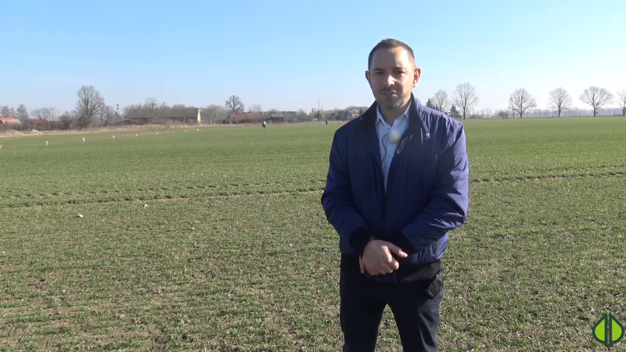 Dokrzewianie zbóż ozimych wczesną wiosną