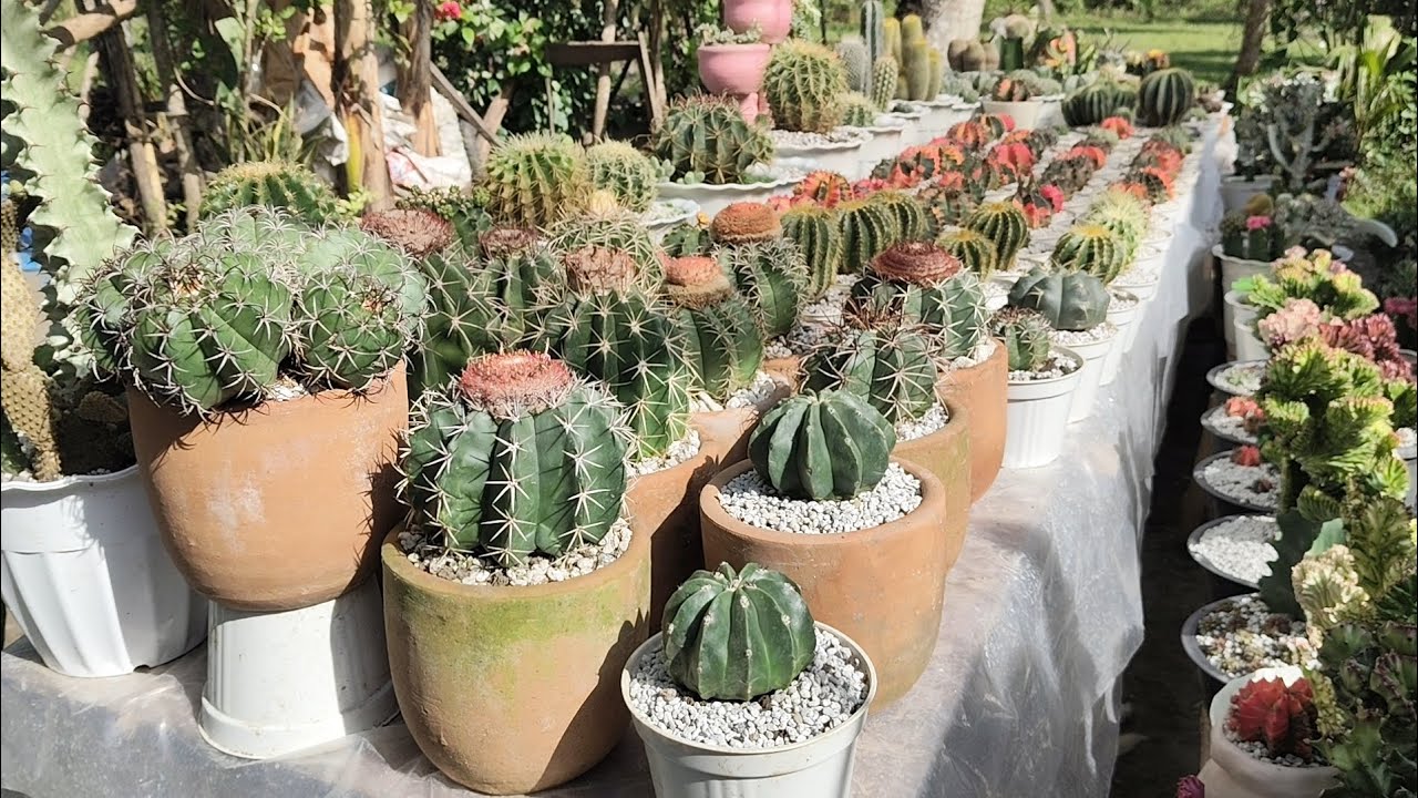 New Arrangement sarap nila sa mata🤩