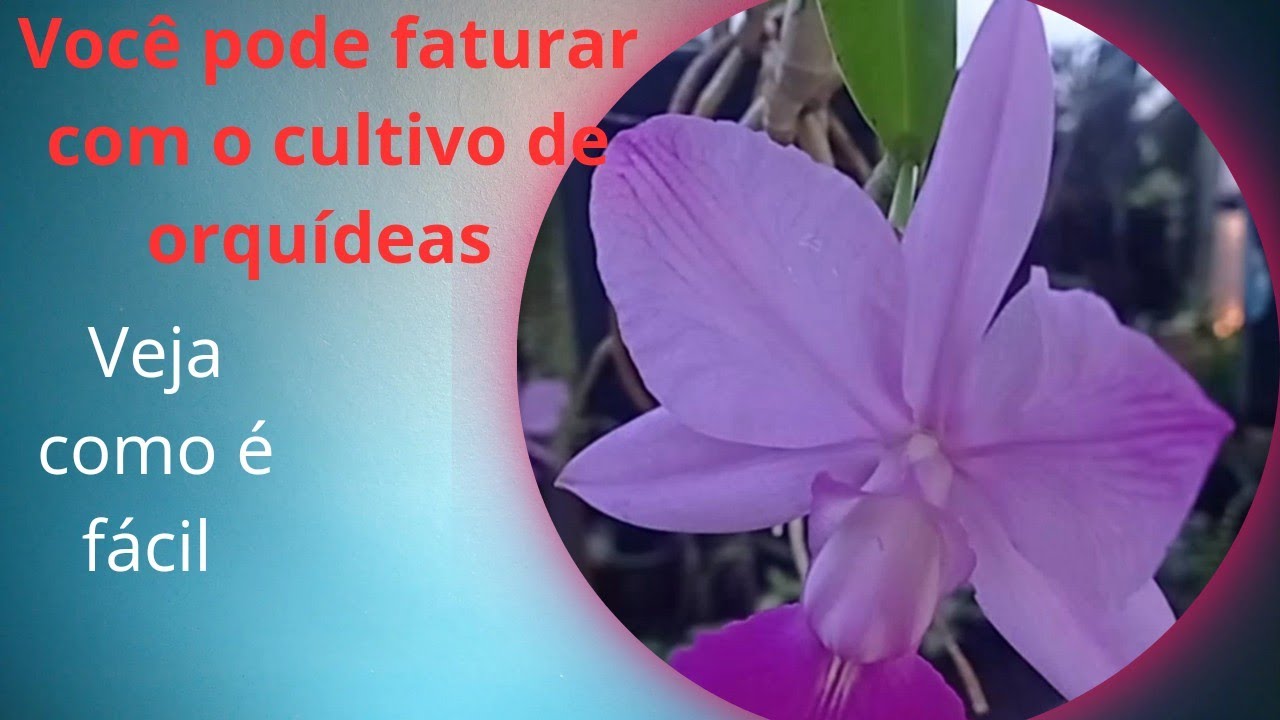 Fature alto com cultivo de Orqu&iacute;deas.