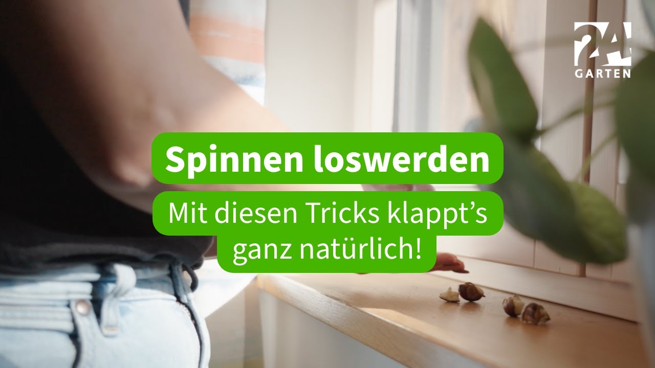 Spinnen loswerden 🕷 Mit diesen Tricks klappt&rsquo;s ganz nat&uuml;rlich! | 24Garten
