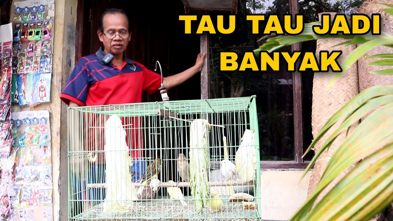 Ternak Kenari Simpel tanpa Ribet