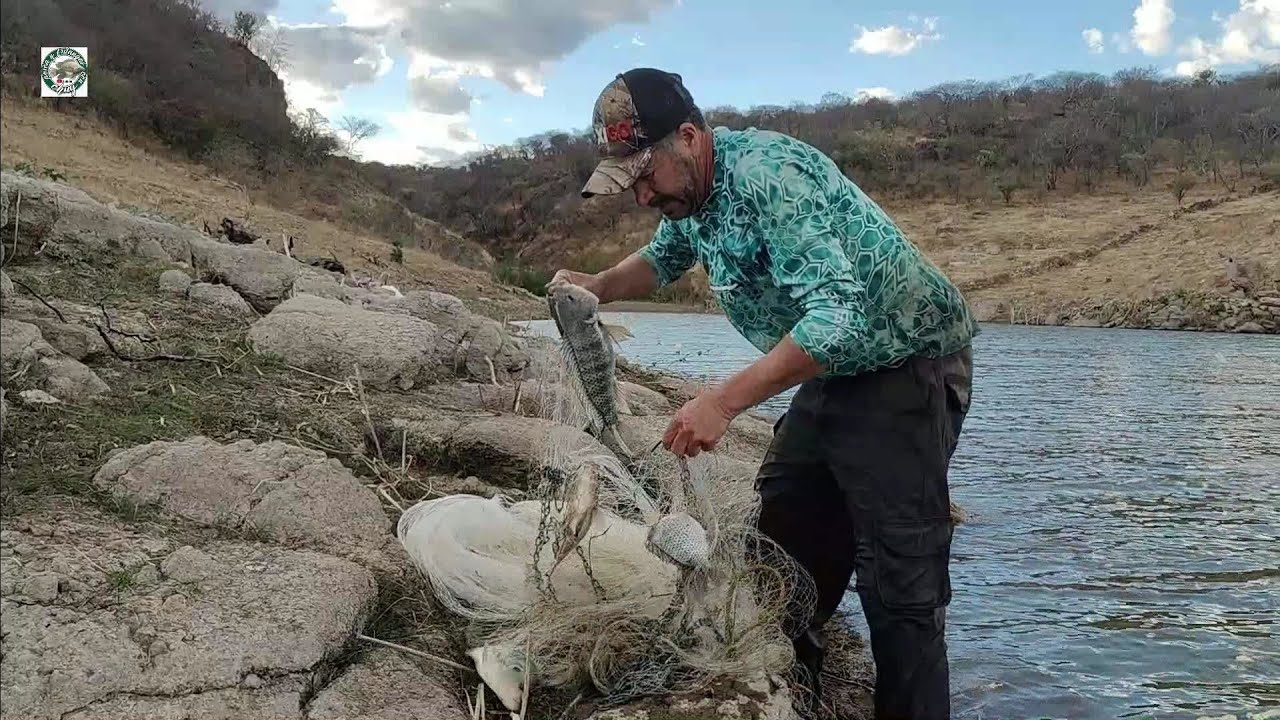 Mira cuanta tilapia gigantesca salió en este arroyo