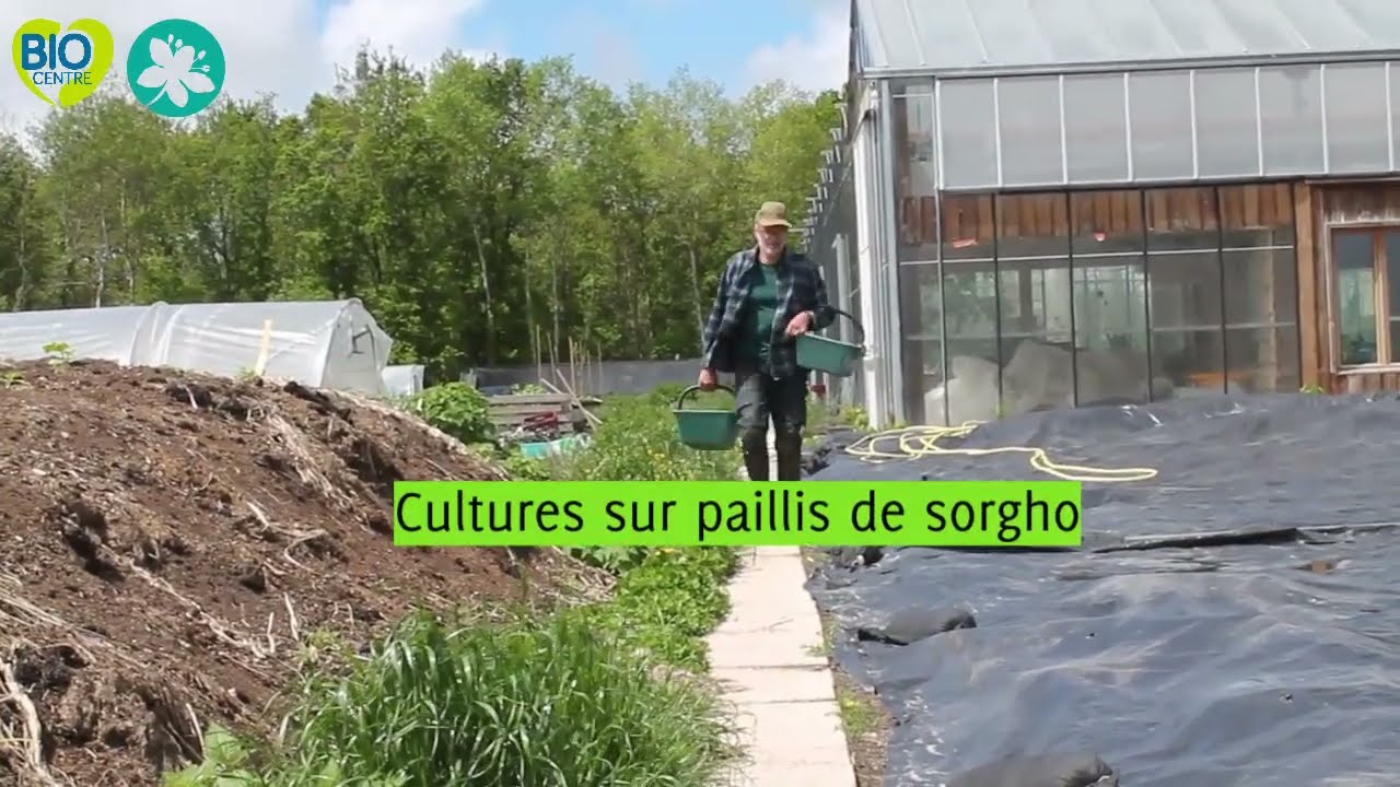 Culture sur paillis de sorgho