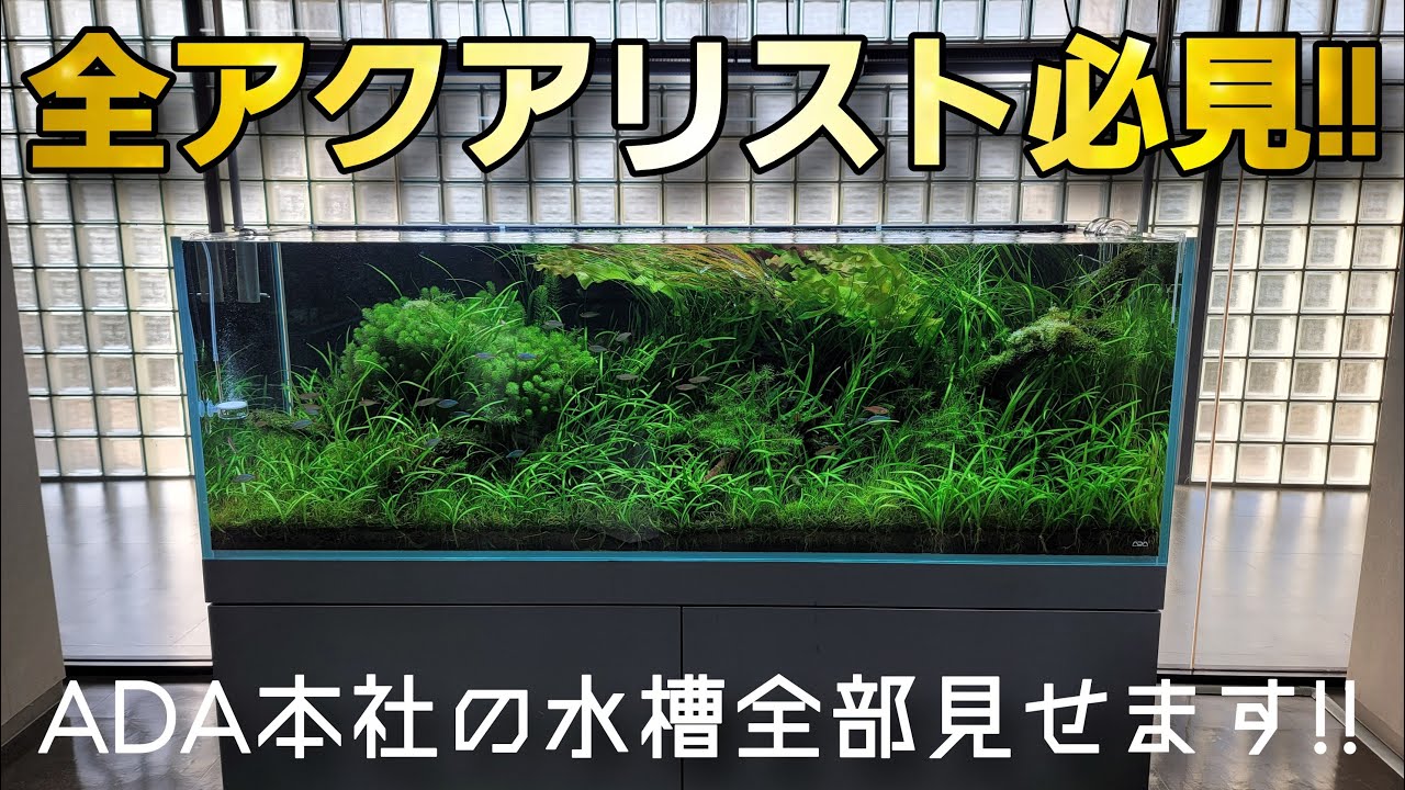 世界最高峰のレイアウト水槽が見られる‼ADA本社のウェルカムデイが凄かった‼　aquarium　アクアリウム　熱帯植物　熱帯魚　水草　流木　メダカ