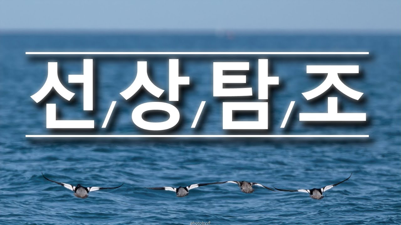 Onboard birdwatching 선상탐조 최종