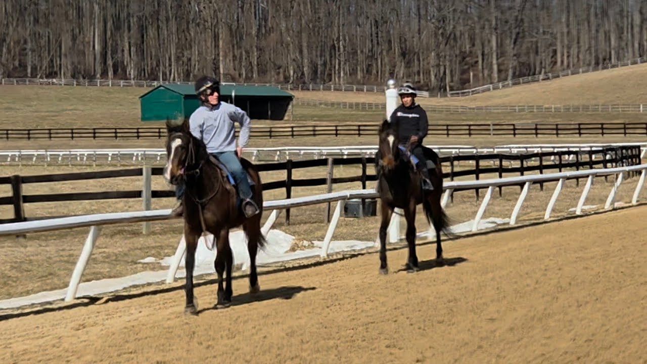 2 yo Ayni (rail) and 4 yo Princess Diva jogging on 2/27.