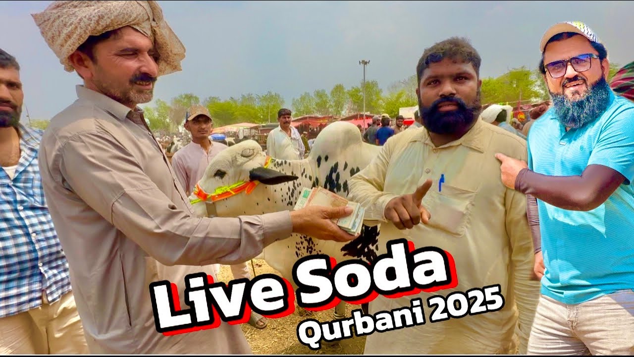 Live Soda Kitne Ka hona Chahiye | sahiwal cholistani bachre | qurbani 2025 | Lahore Cow Mandi