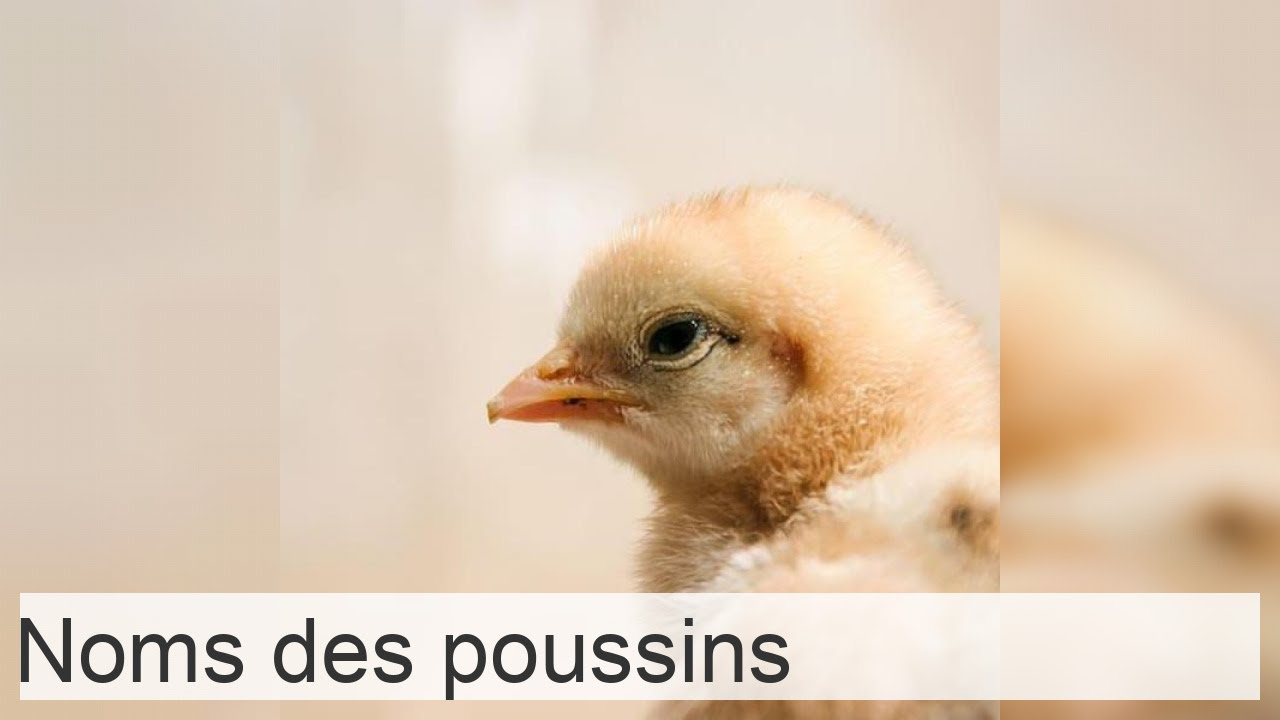 +100 noms de POUSSINS - Femelles et m&acirc;les (originaux et mignons)