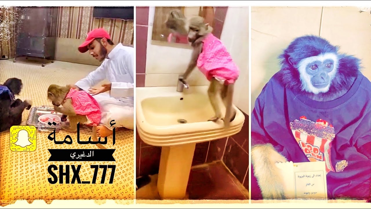 زيتونة وايفا انهبلوا وخربو العزيمه 😂 ماشاء الله