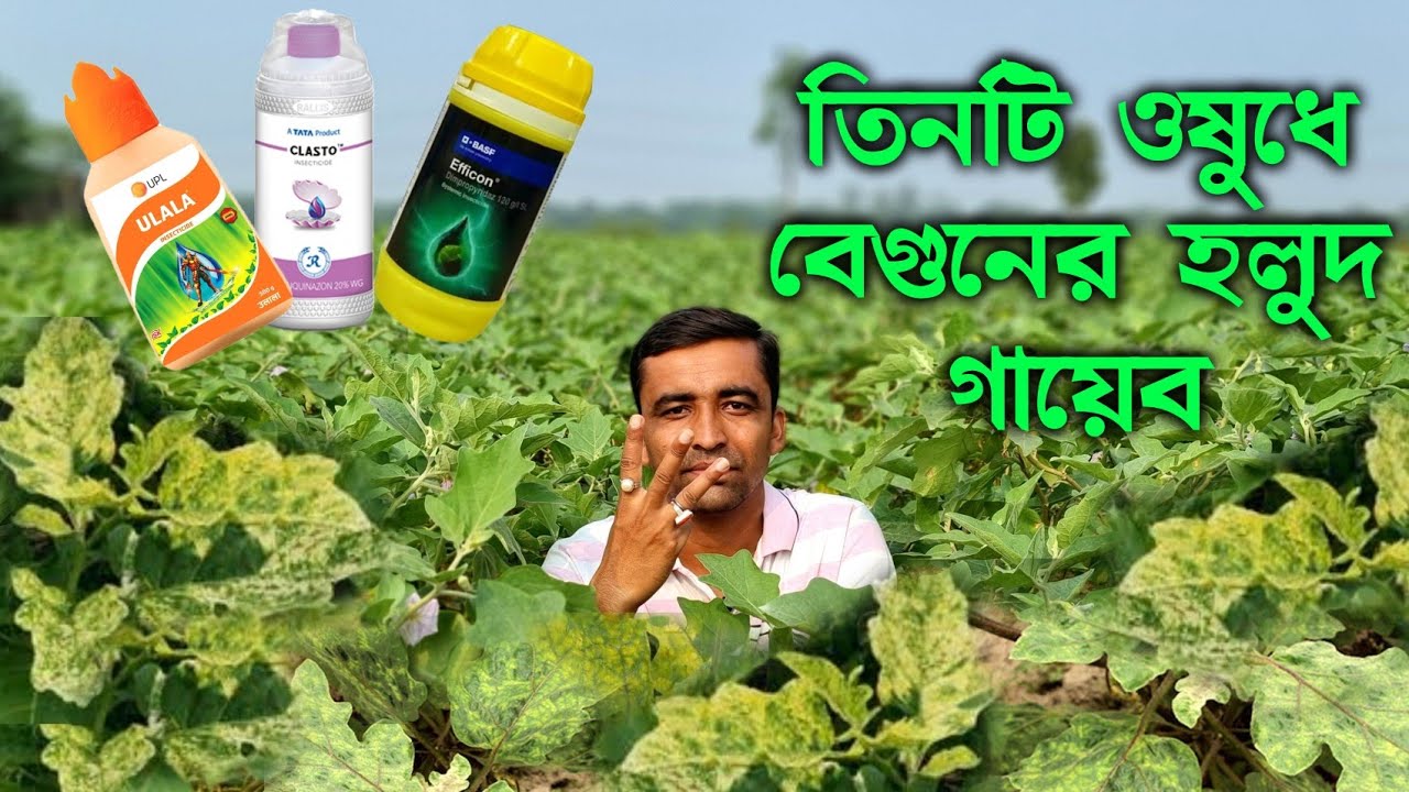 বেগুন গাছের কুঠে লেগে যাওয়া,হলুদ হওয়া,পাতা কুঁকড়ে যাওয়া,ভাইরাস লেগে যাওয়া,আটকাবেন কিভাবে?