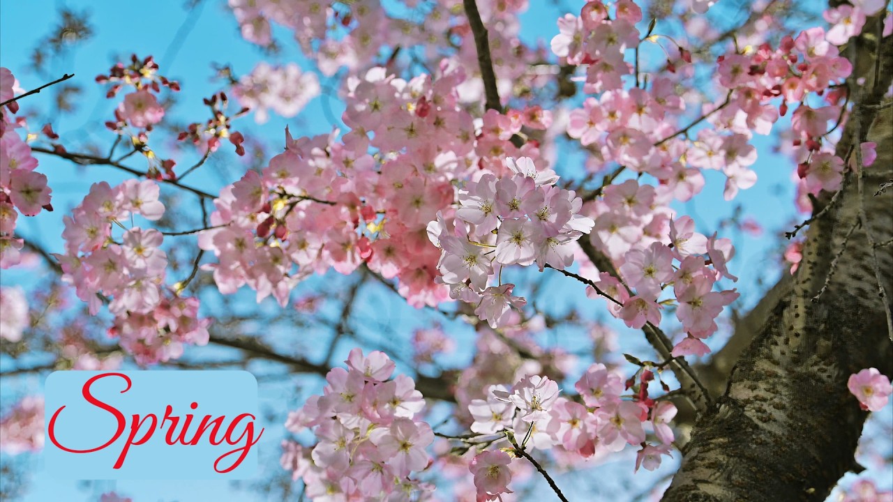 The atmosphere of spring and birdsong#relaxation #spring
