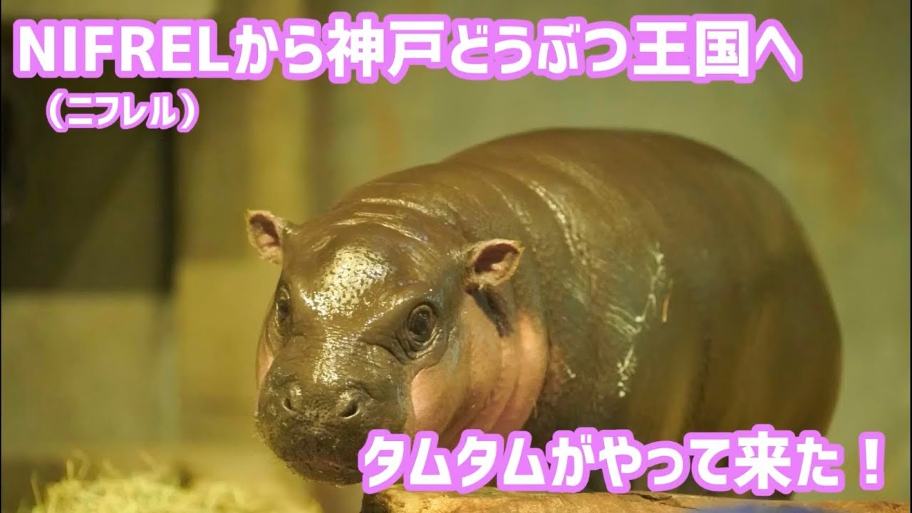 ニフレルの人気者タムタム　神戸どうぶつ王国へ！