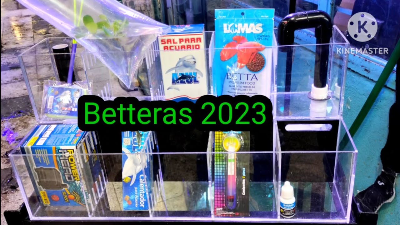 La mejor Bettera 2023 buena bonita y barata Mercado de peces mixihuca  #bettas2023 @acuariosnico