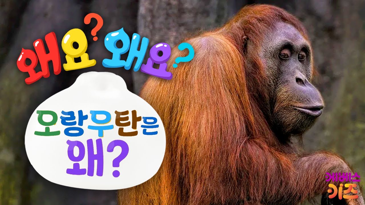 오랑우탄의 집이 사라지고 있다? 오랑우탄은 왜?ㅣ왜요? 왜요? 궁금할 만두ㅣKBS 240411 방송