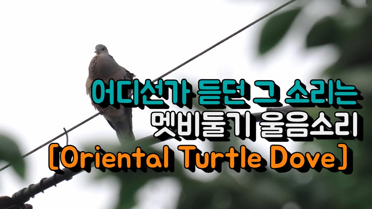 어디선가 듣던 그소리, 멧비둘기 울음소리, 탐조, ASMR | Oriental Turtle Dove, birder | sony a6400 & 200-600mm | 4K