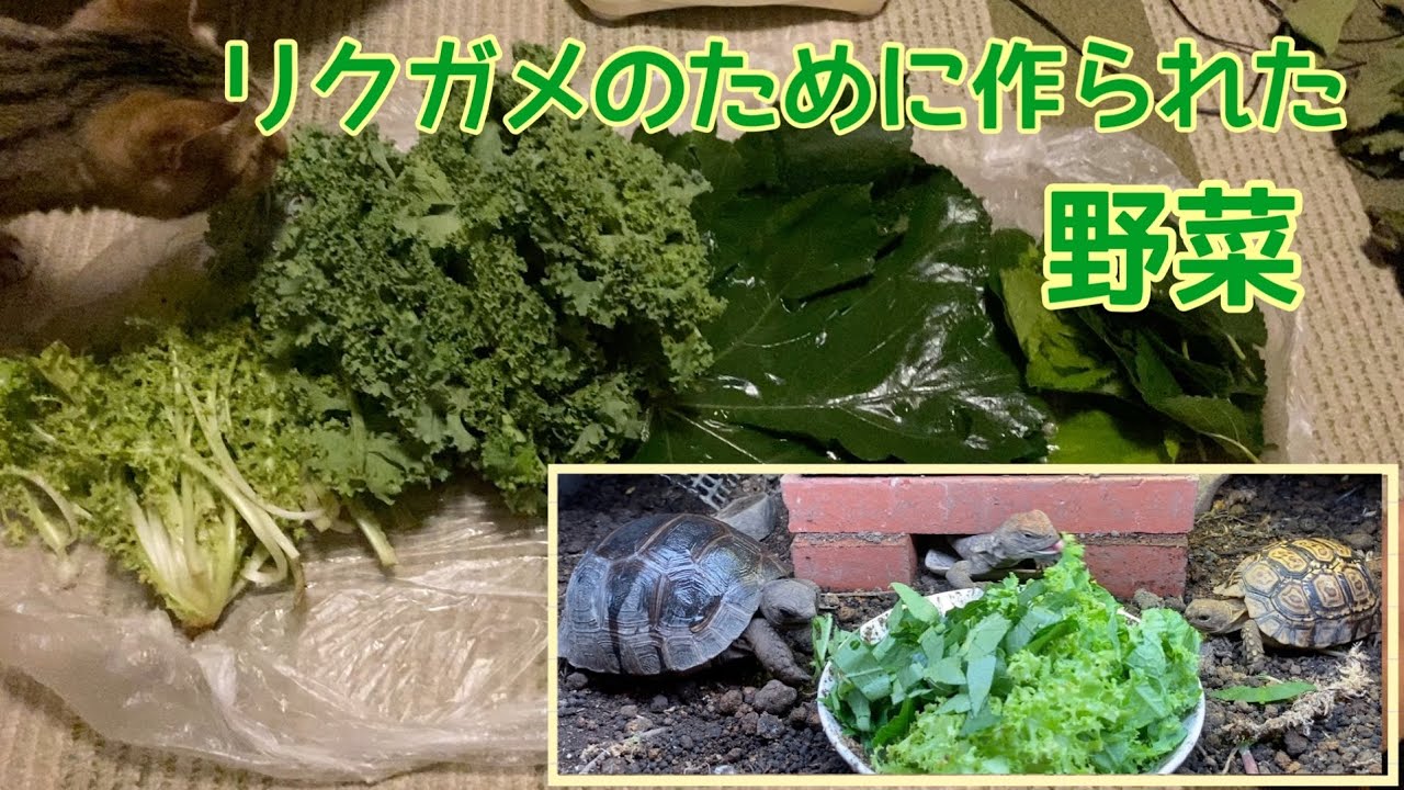 餌の葉っぱ屋さんで購入した葉っぱをリクガメとトゲオアガマに与えてみた
