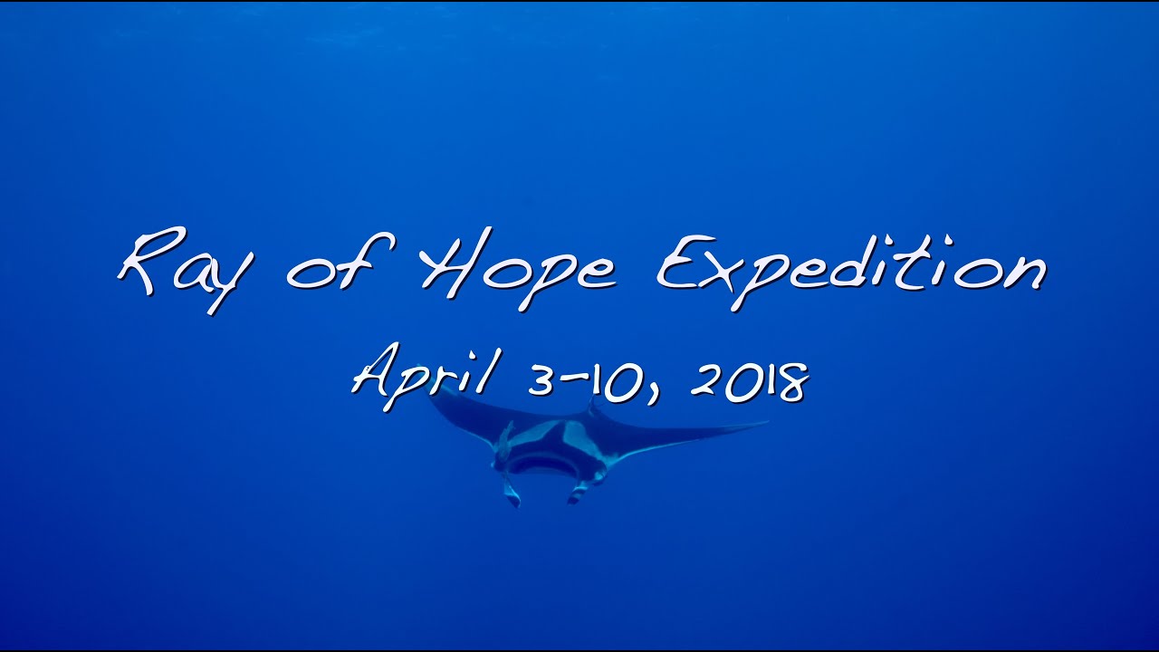 Diving with Giant Oceanic Manta Rays, Dolphins and Sharks in Socorro - Ray of Hope Expedition-4K