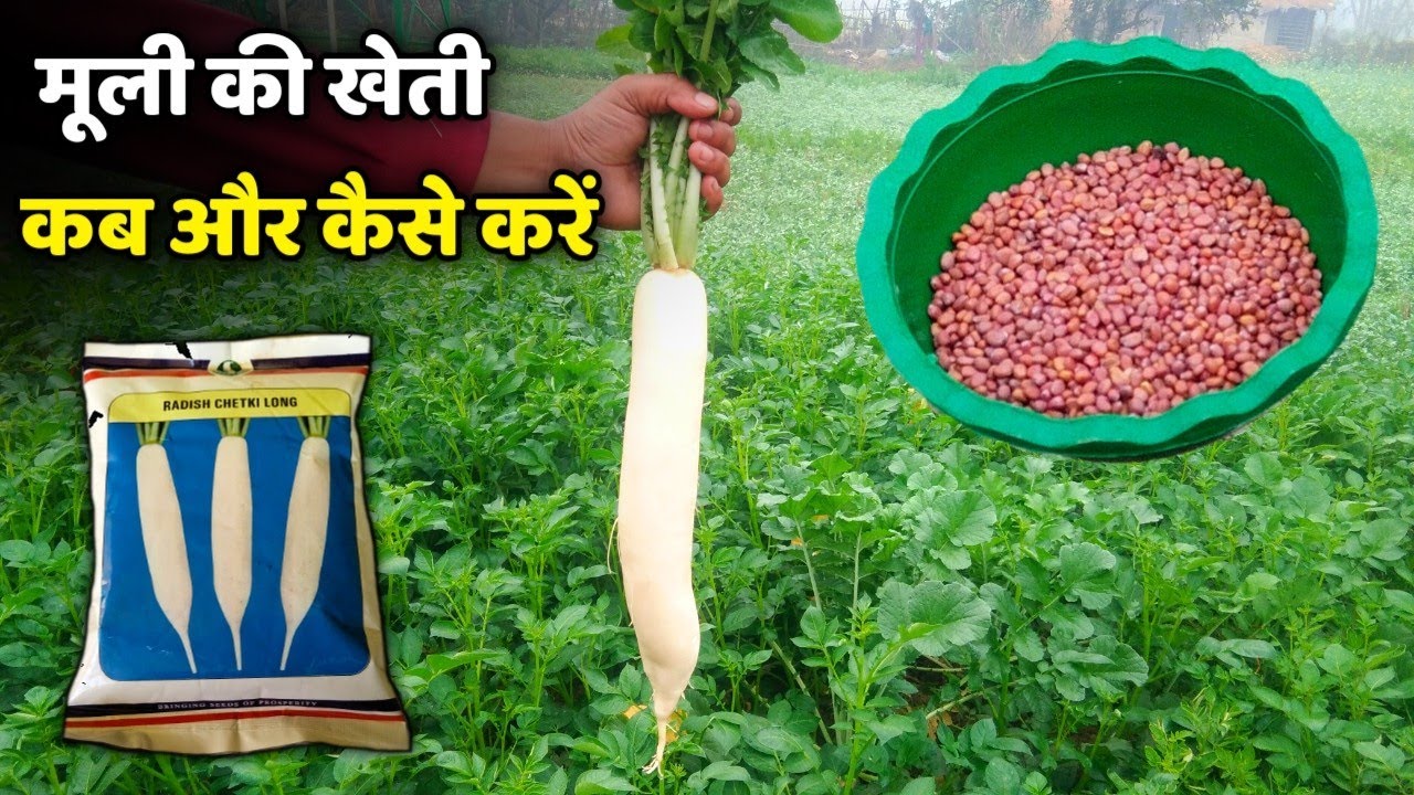 मूली की खेती कब और कैसे करें | Muli ki kheti | Muli ki kheti kab aur kaise karen |Radish cultivation