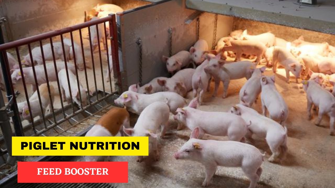 How PIGLETS Grow faster in a Month.