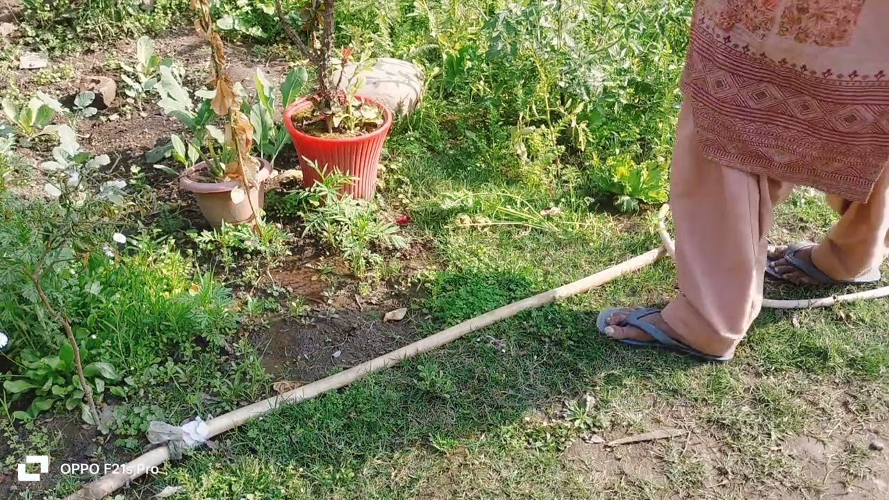 घर में बने गार्डन से आर्गेनिक गाजर की हार्वेस्टिंग 