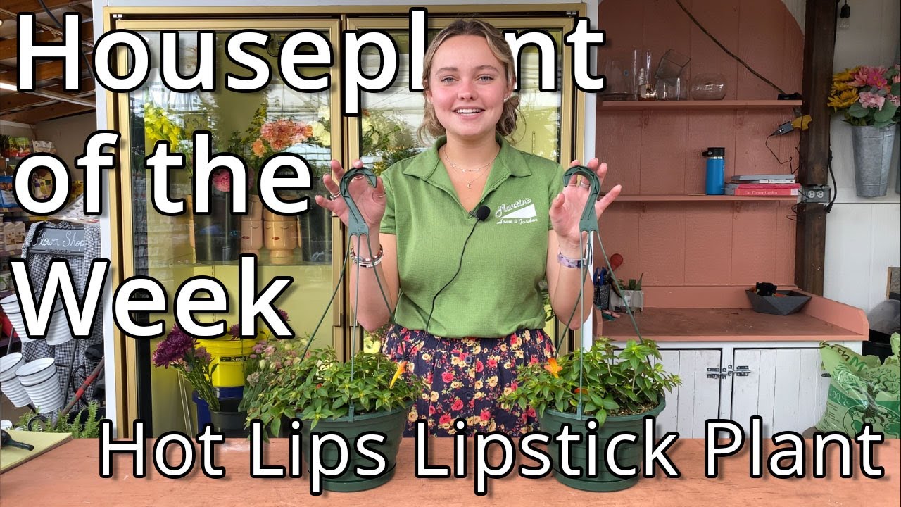 Hot Lips Lipstick Plant - Houseplant of the Week
