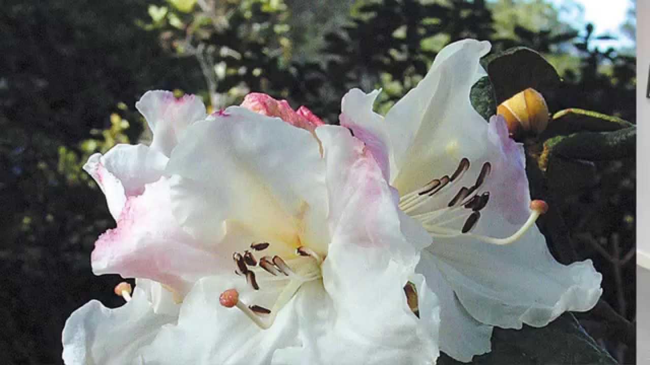 Roy Lancaster Rhododendron group Centenary interview