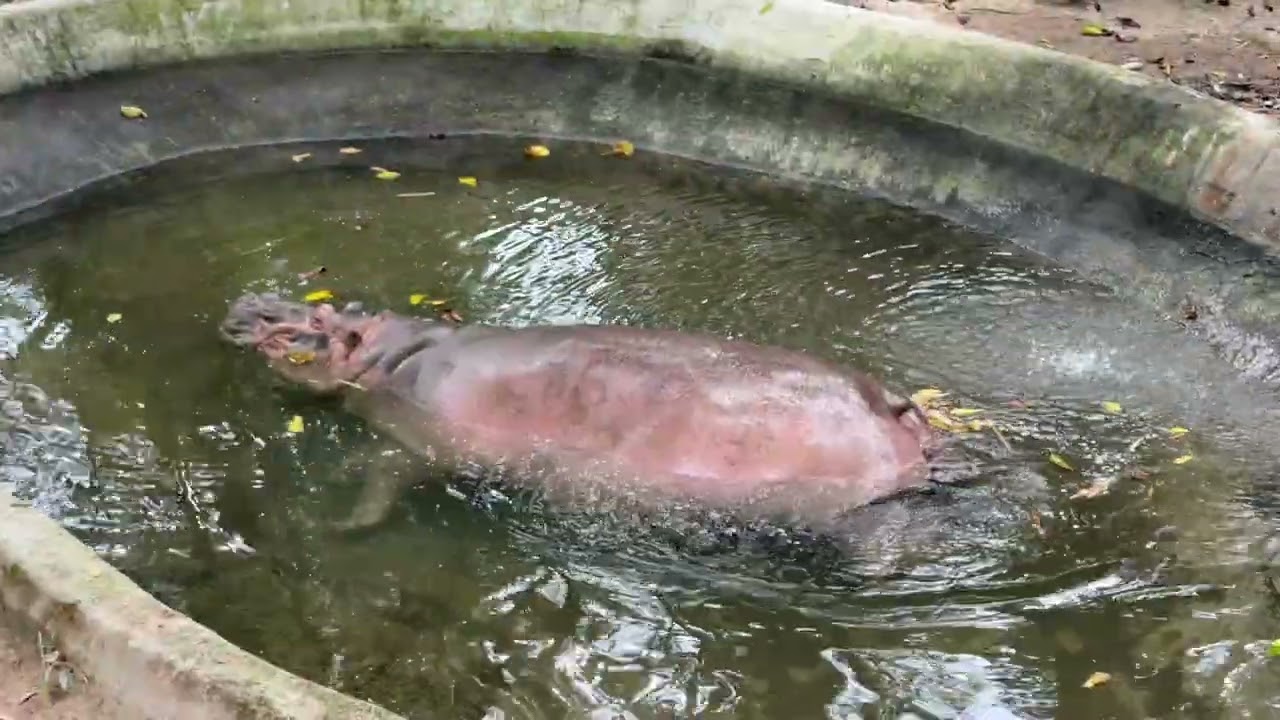 Zoo Negara | Lily & Grey 2025 KL Malaysia Adventure