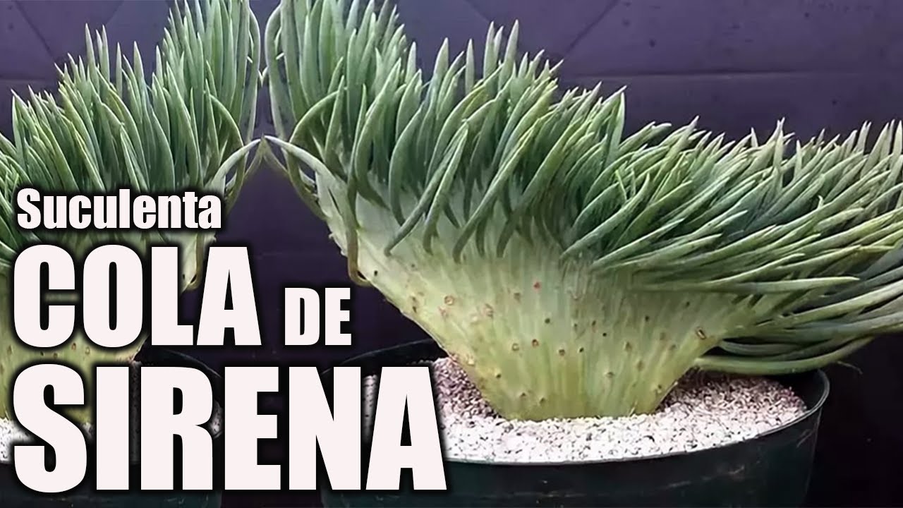 UNA SUCULENTA COLA DE SIRENA - El jardin de Monii