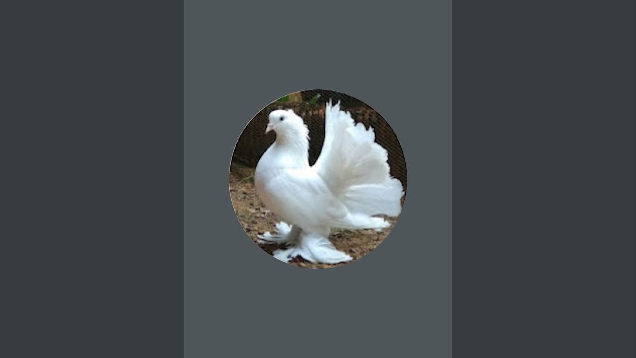 niayjiAli__kabutarbaj.071 is live