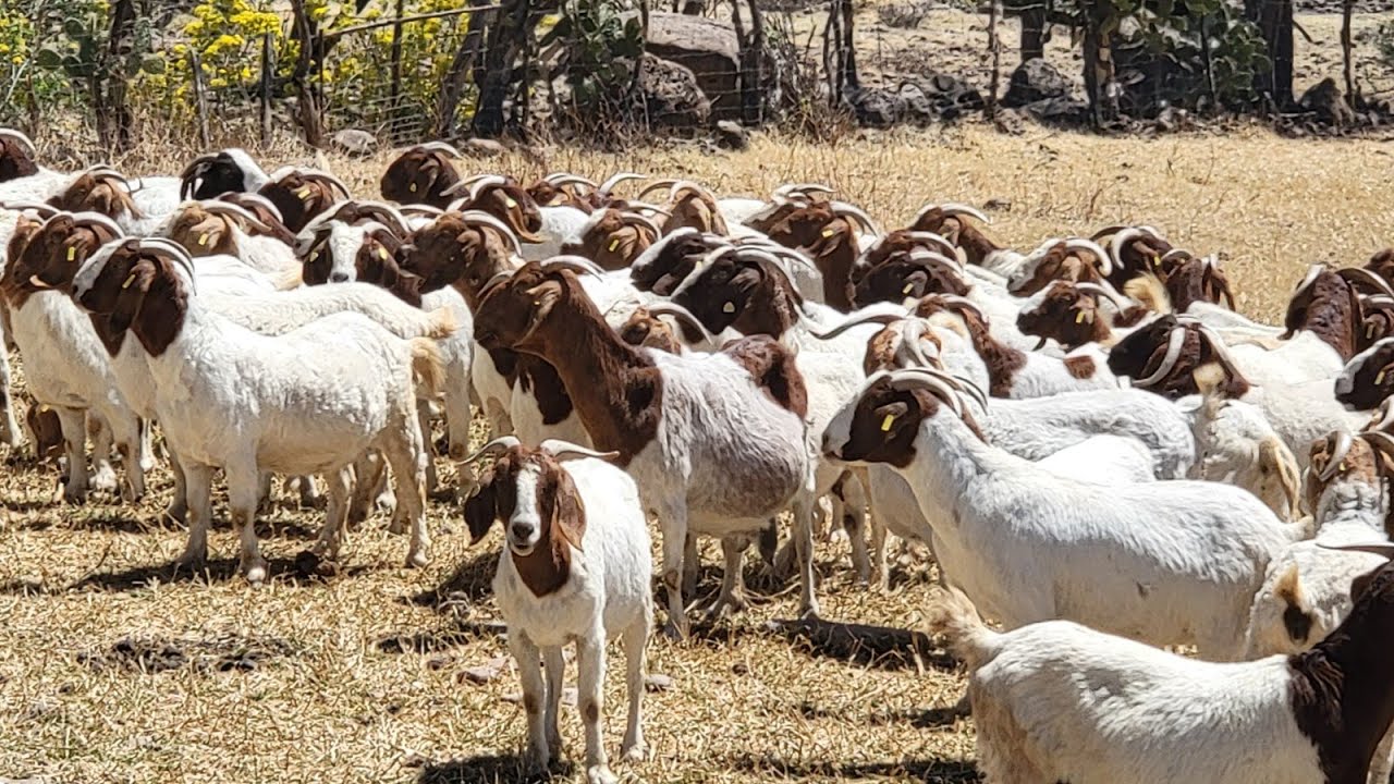""CHIVOS ASTA  DE 100  MIL PESOS"".de mi rancho boer de mexico
