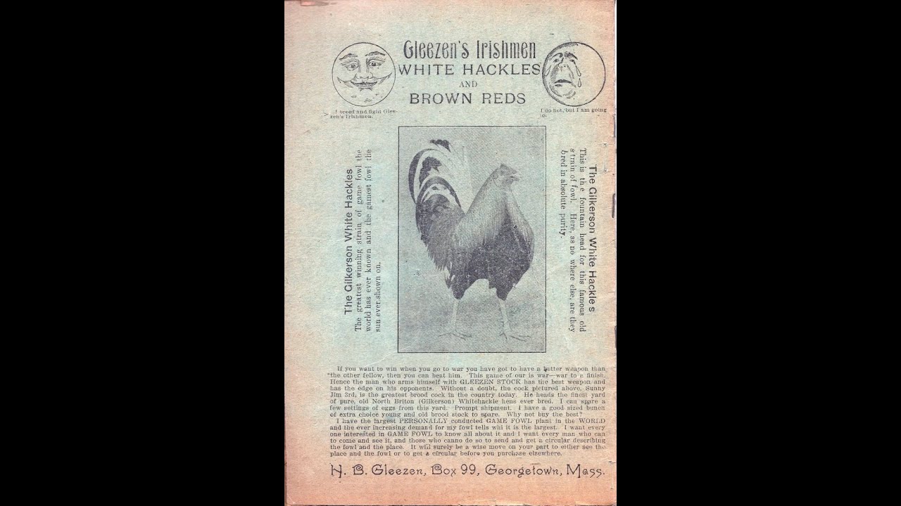 Gamefowl History bloodlines:  Morgan Whitehackle, Murphy Gamefowl, and Kearney Whitehackle