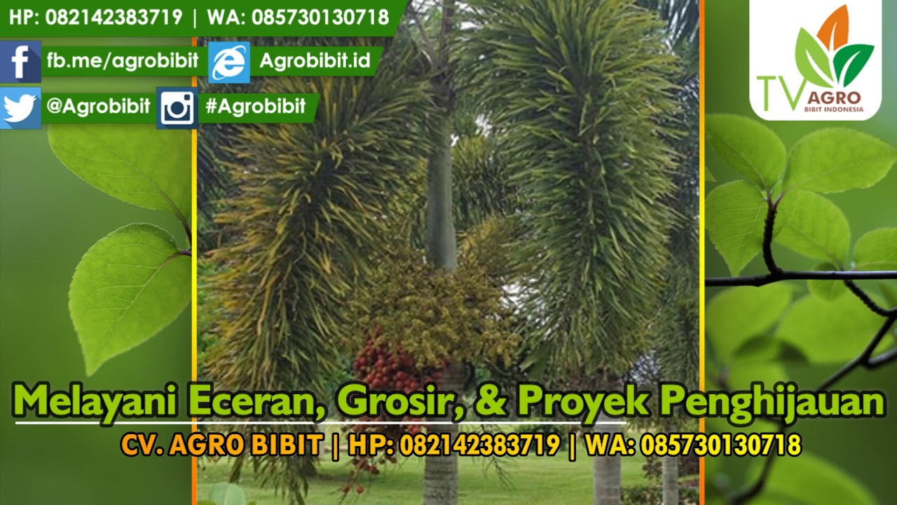 Jual Tanaman Palem Ekor Tupai 2 Meter Murah