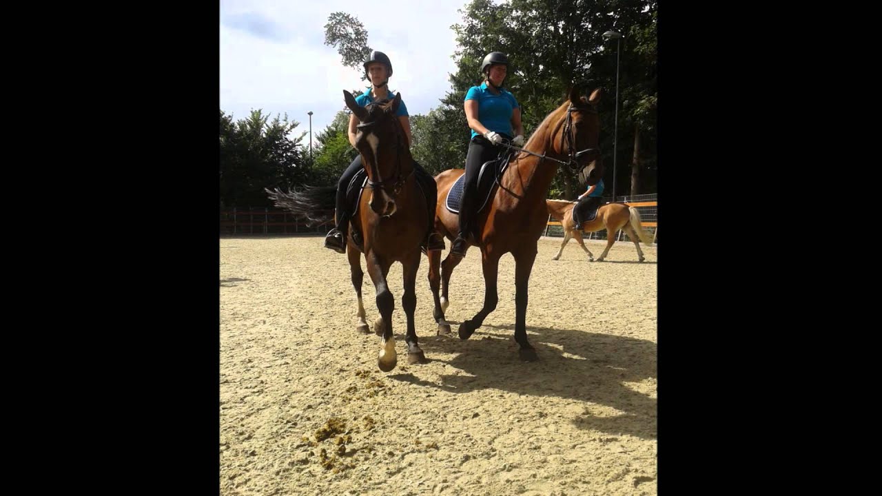 Manege de wildhoef 50 jarig bestaan  jpg