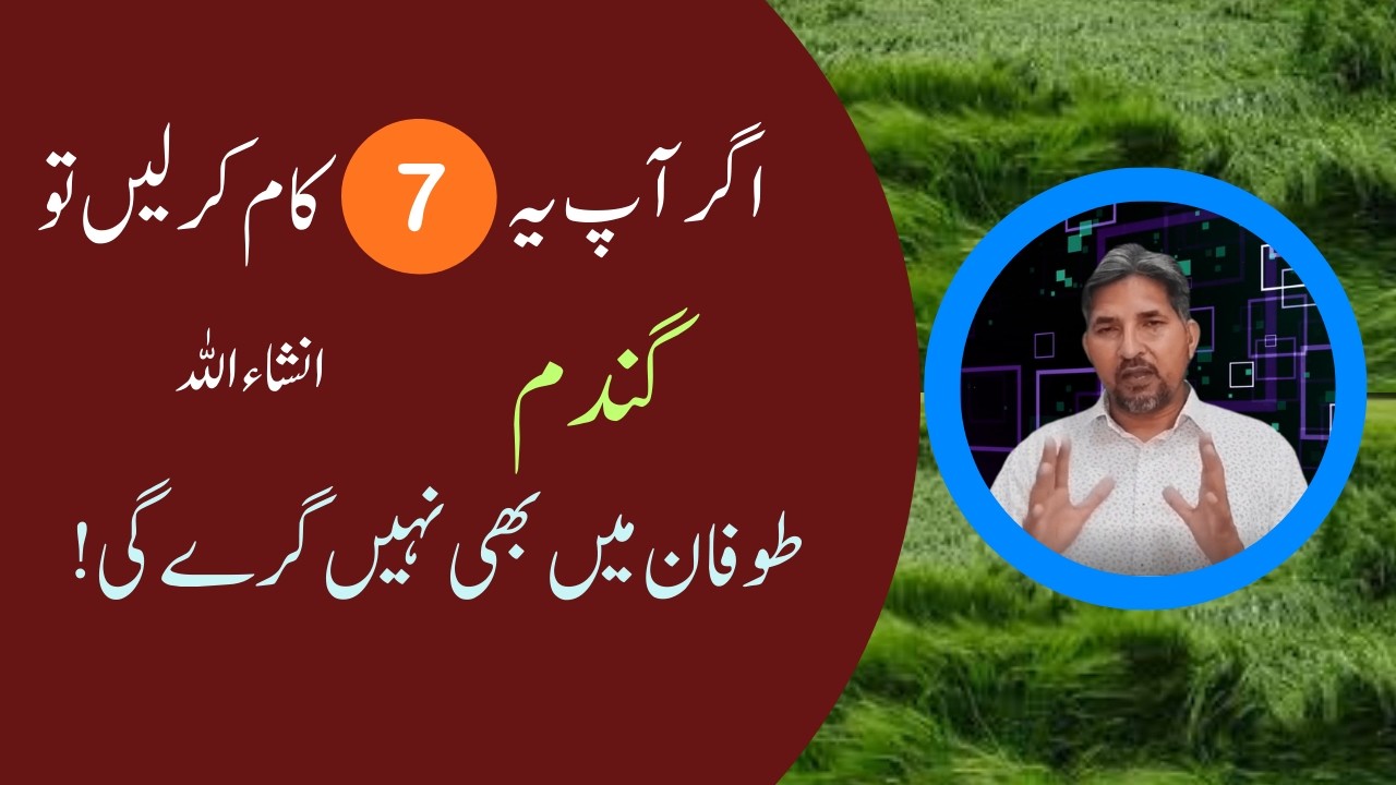 Tips to Prevent Wheat Lodging | گندم کو گرنے سے کیسے بچائیں|| gandam ko girnay sy kesay bachaen