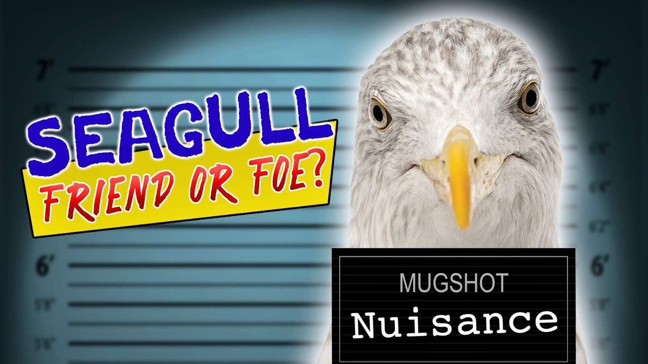 Seagull facts || Seagull Friend or Foe? || Must see!