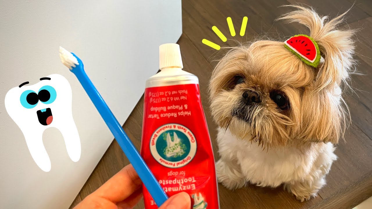 Cleaning shih tzu puppy's teeth for the first time at home 🦷🪥How to brush dogs teeth | Dental Tips