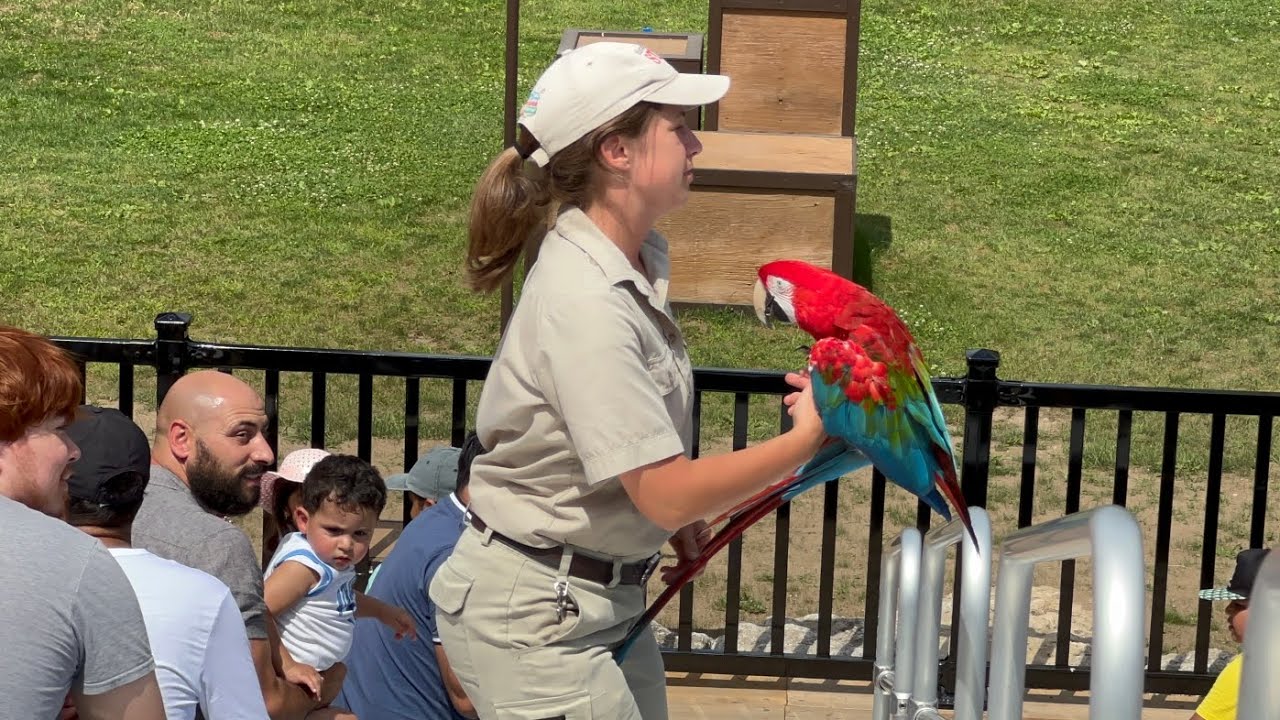 Parrot 🦜 show at African Lion safari Hamilton 2022