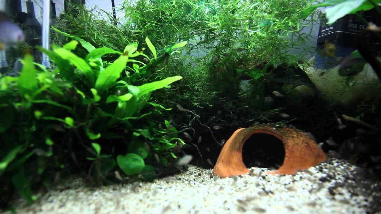 Apistogramma Borellii opal Zucht