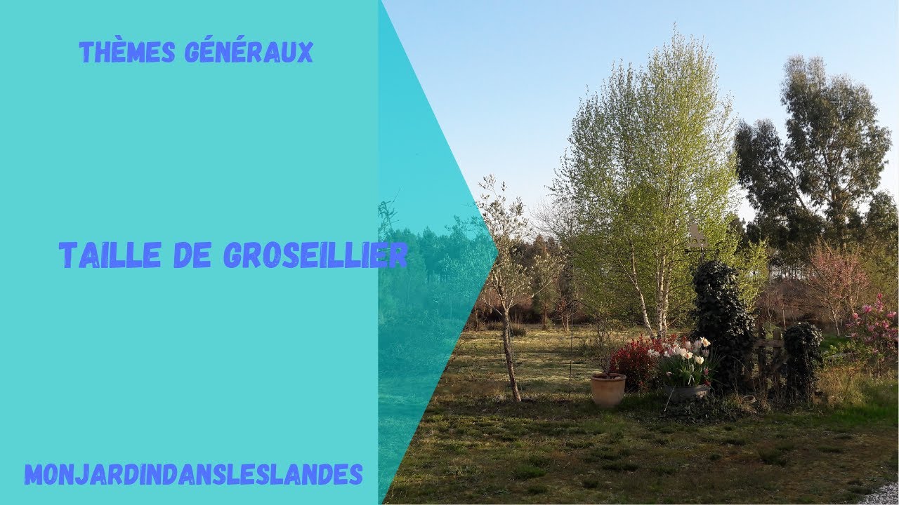 Comment tailler les groseilliers? - Monjardindansleslandes