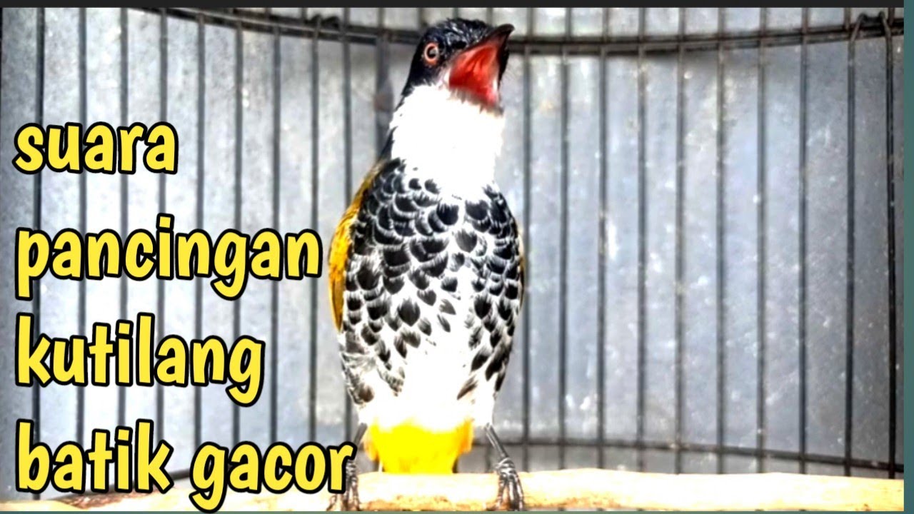 suara pancingan kutilang batik gacor