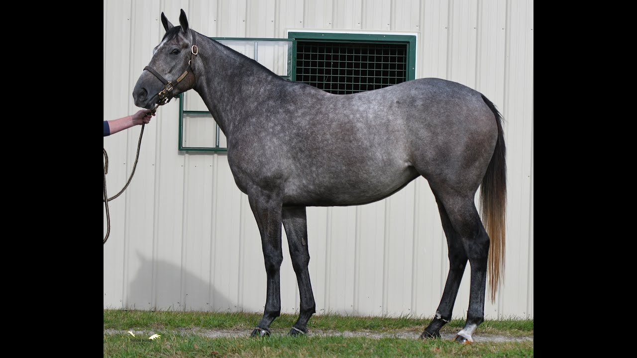 KEENOV Hip #1579 Seagal (ift Kitten's Joy)
