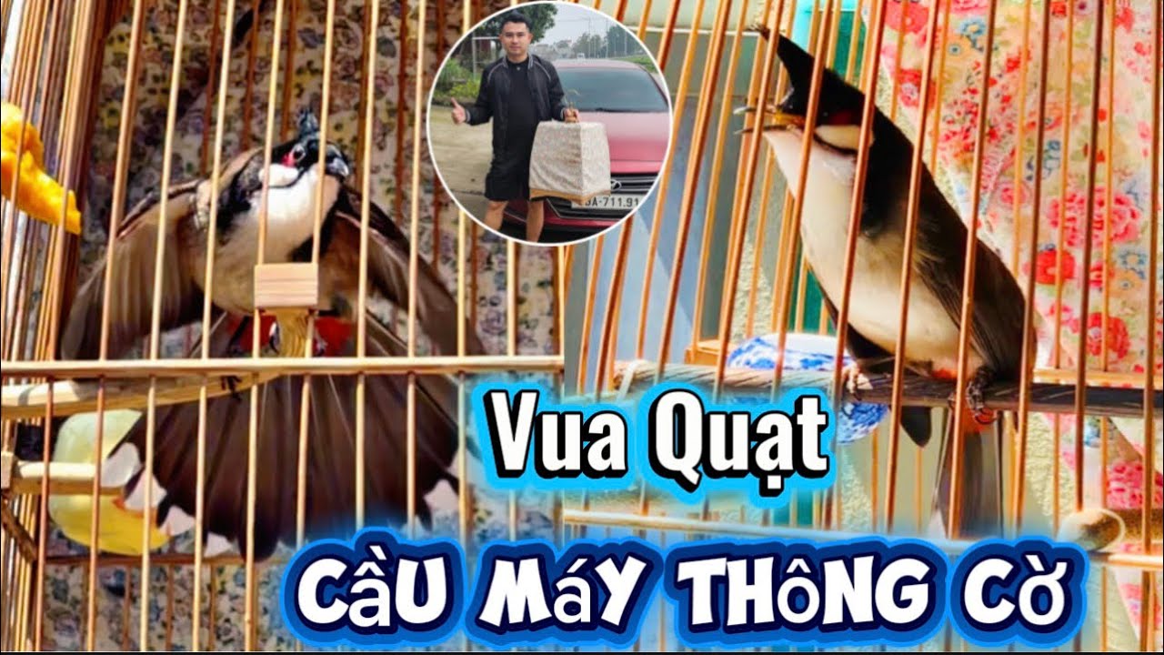 Siêu Phẩm Nết Đánh Vạn Người Mê | XOÈ VŨ CÔNG | Cọp Dữ Thông Cờ Cầu Như Lập Trình Ổn Định Săn Thi 
